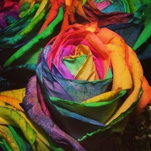 Meet your Posher, Joanna