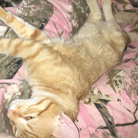 Meet your Posher, Lauren 🌵✨ - Picture 2 of 3