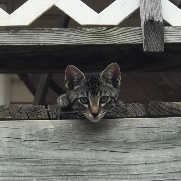 Meet your Posher, Peggy - Picture 1 of 1