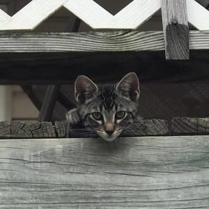 Meet your Posher, Peggy