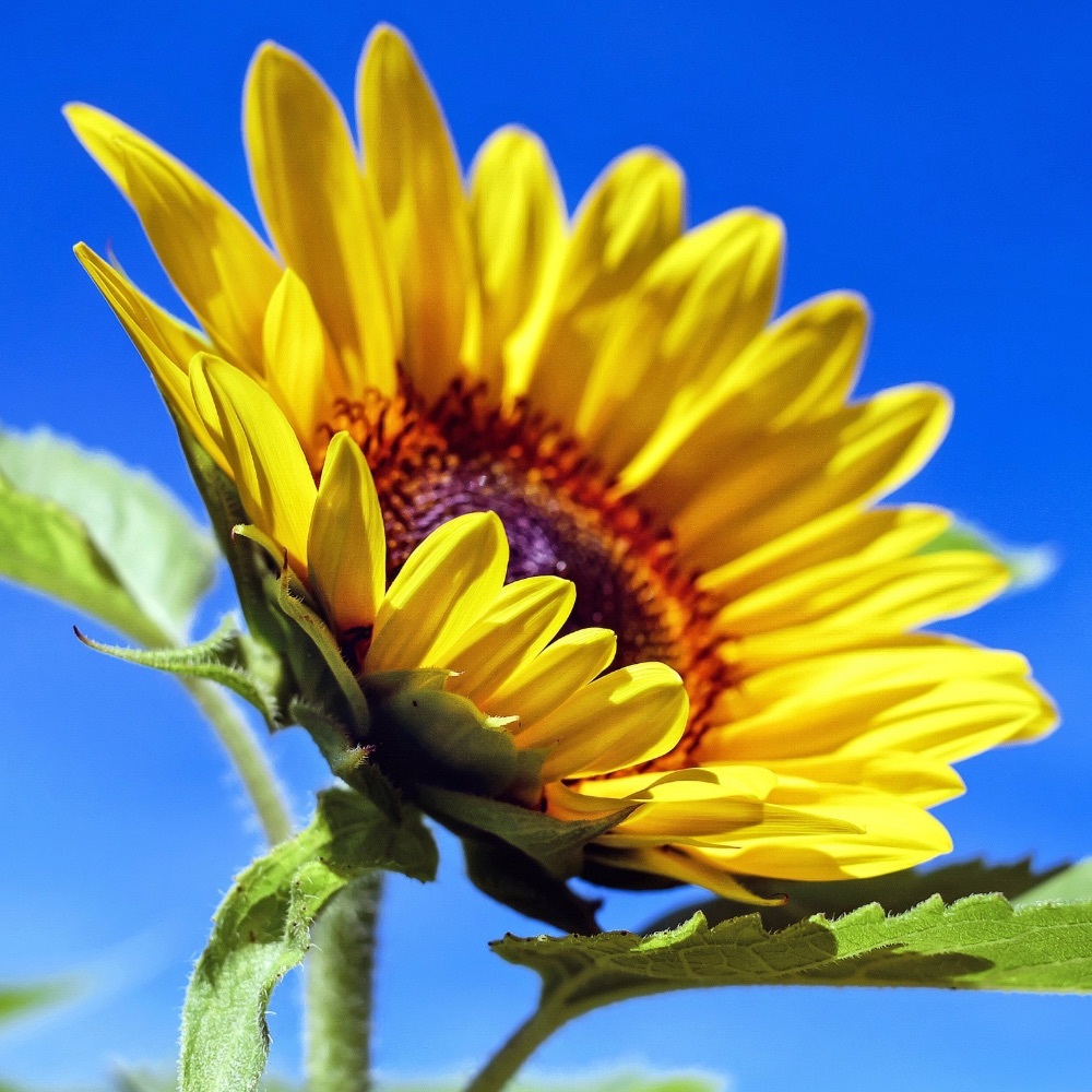 Meet your Posher, Lyss