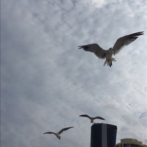 Meet your Posher, Osnat