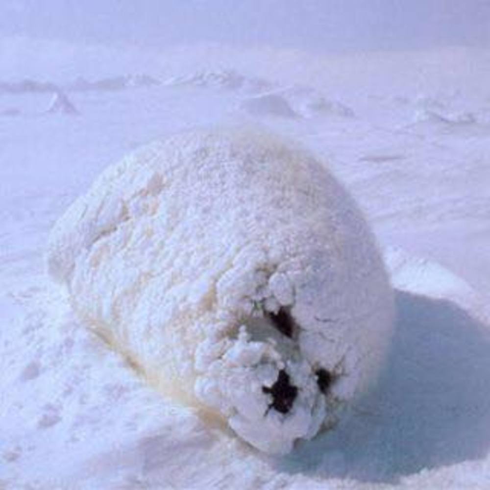 Meet your Posher, Ida