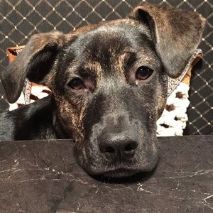 Meet your Posher, Diana