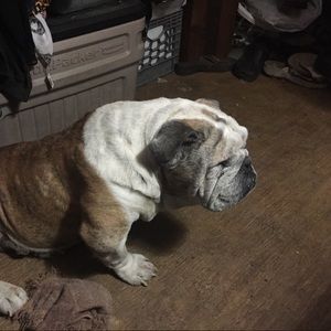 Meet your Posher, Betty