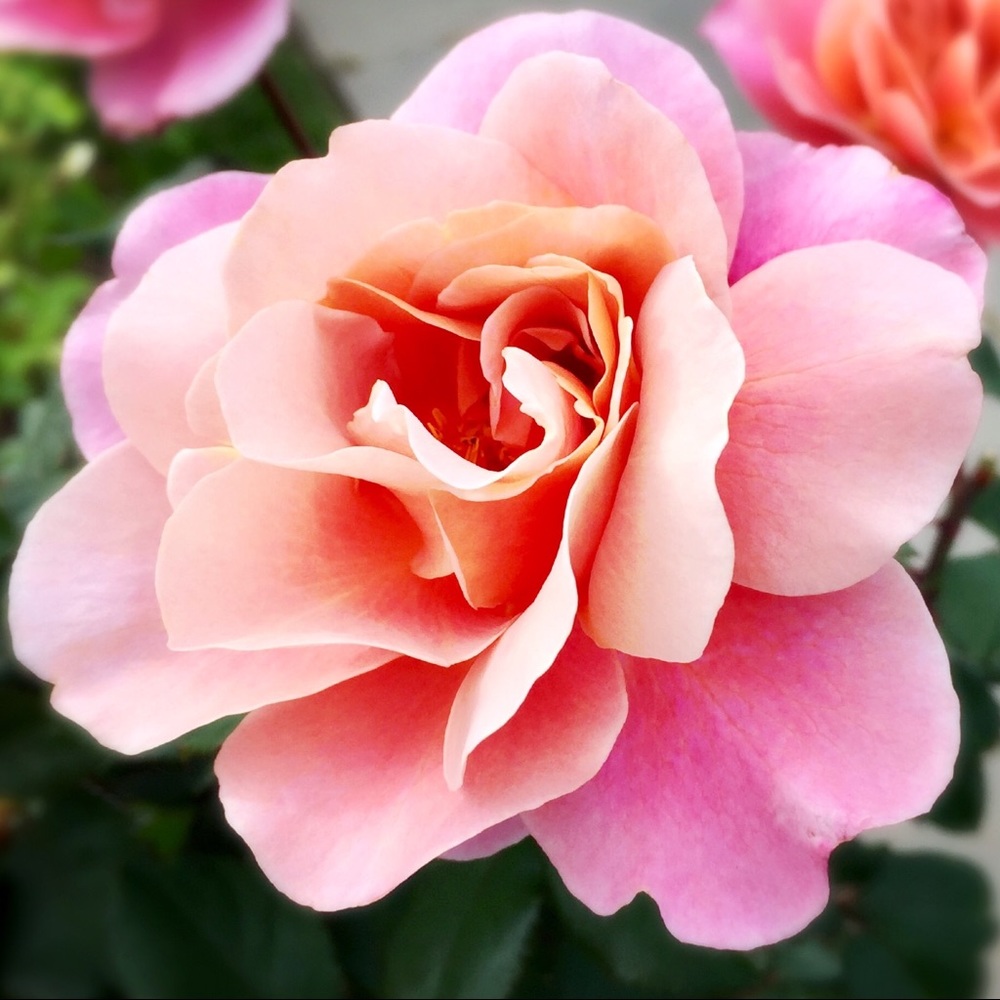 Meet your Posher, Ann