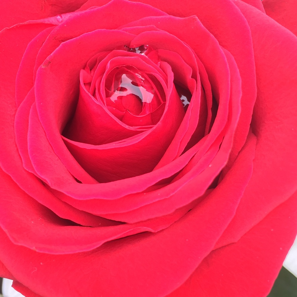 Meet your Posher, Daisy