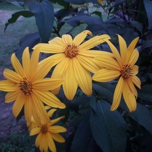 Meet your Posher, Rene