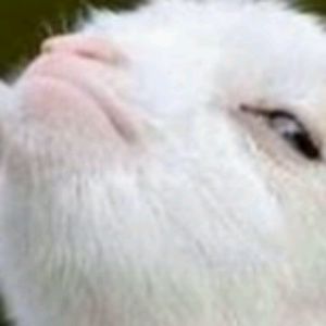 Meet your Posher, Dorianne