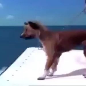 Meet your Posher, Pedro manuel