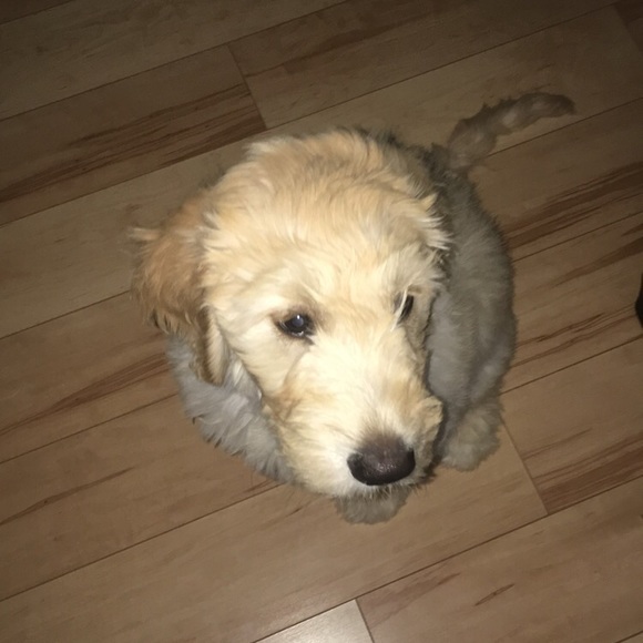 Meet your Posher, Chris - Picture 1 of 1