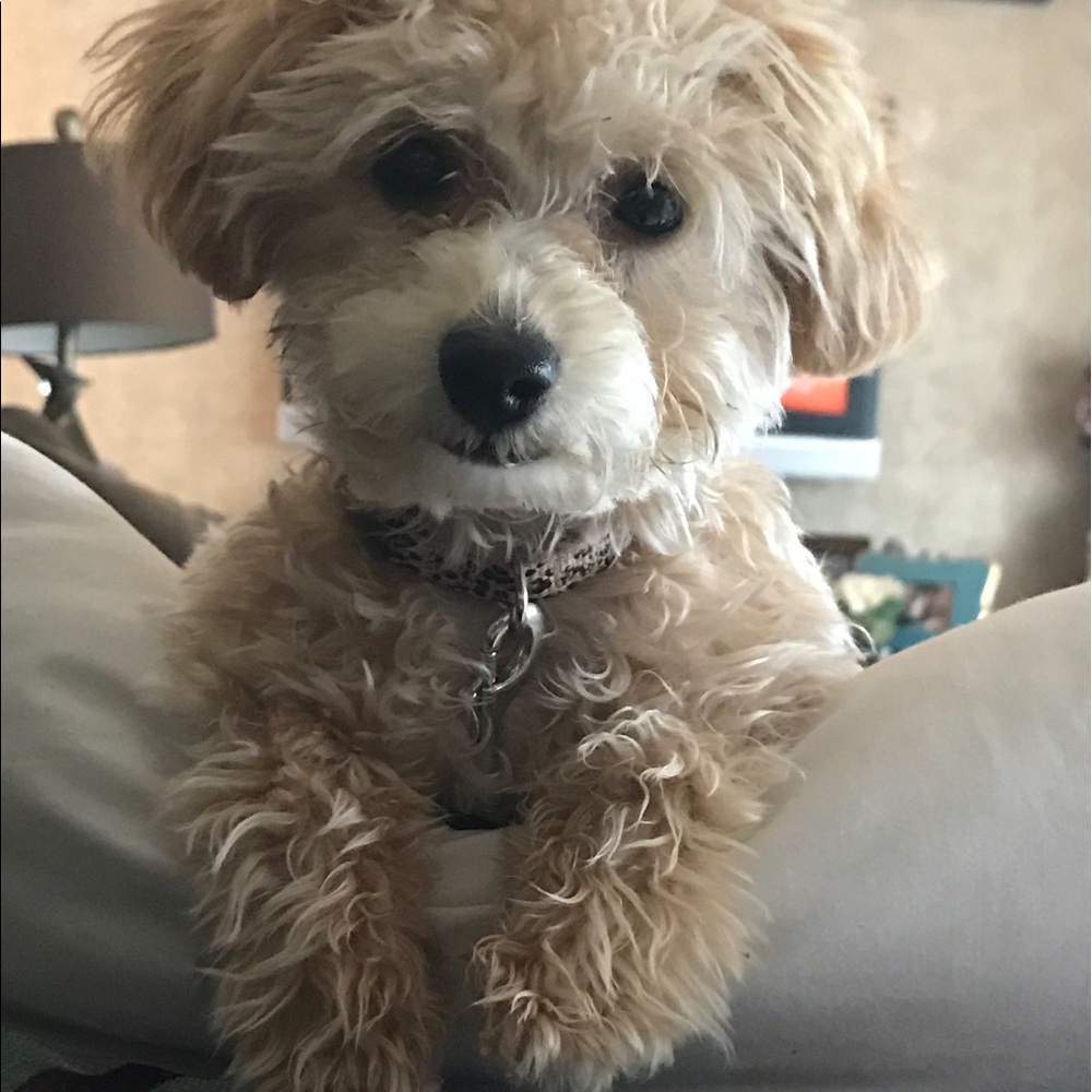 Meet your Posher, Susan