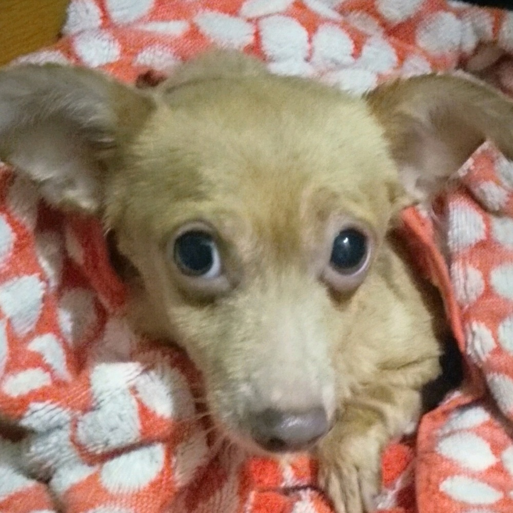 Meet your Posher, Gen