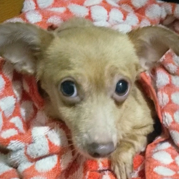 Meet your Posher, Gen - Picture 1 of 1