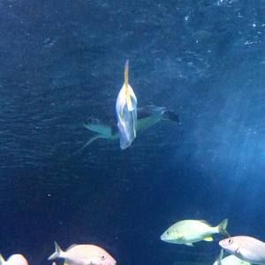 Meet your Posher, Luis