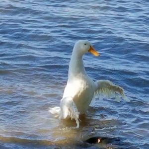 Meet your Posher, Angel