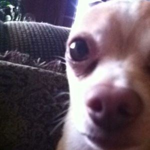 Meet your Posher, Amir