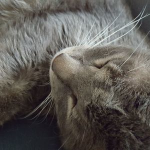 Meet your Posher, Joyce