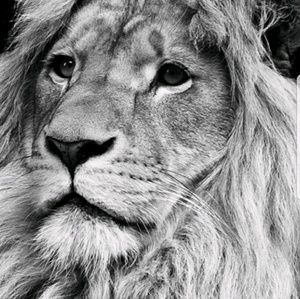 Meet your Posher, Nikki