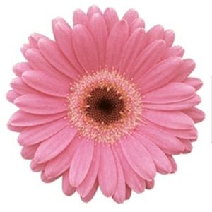 Meet your Posher, Renae