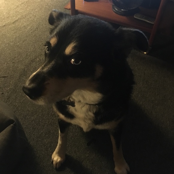 Meet your Posher, Clea - Picture 2 of 2