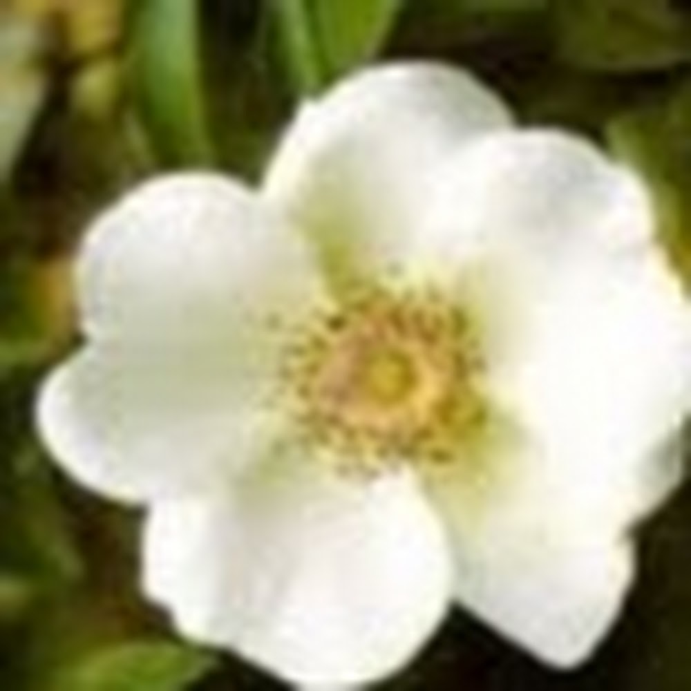 Meet your Posher, Ginger