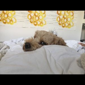 Meet your Posher, Sofia