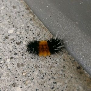 Meet your Posher, Brady