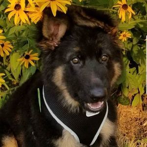 Meet your Posher, Wendy