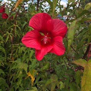 Meet your Posher, Rosa
