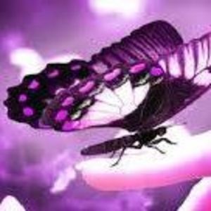 Meet your Posher, Diana