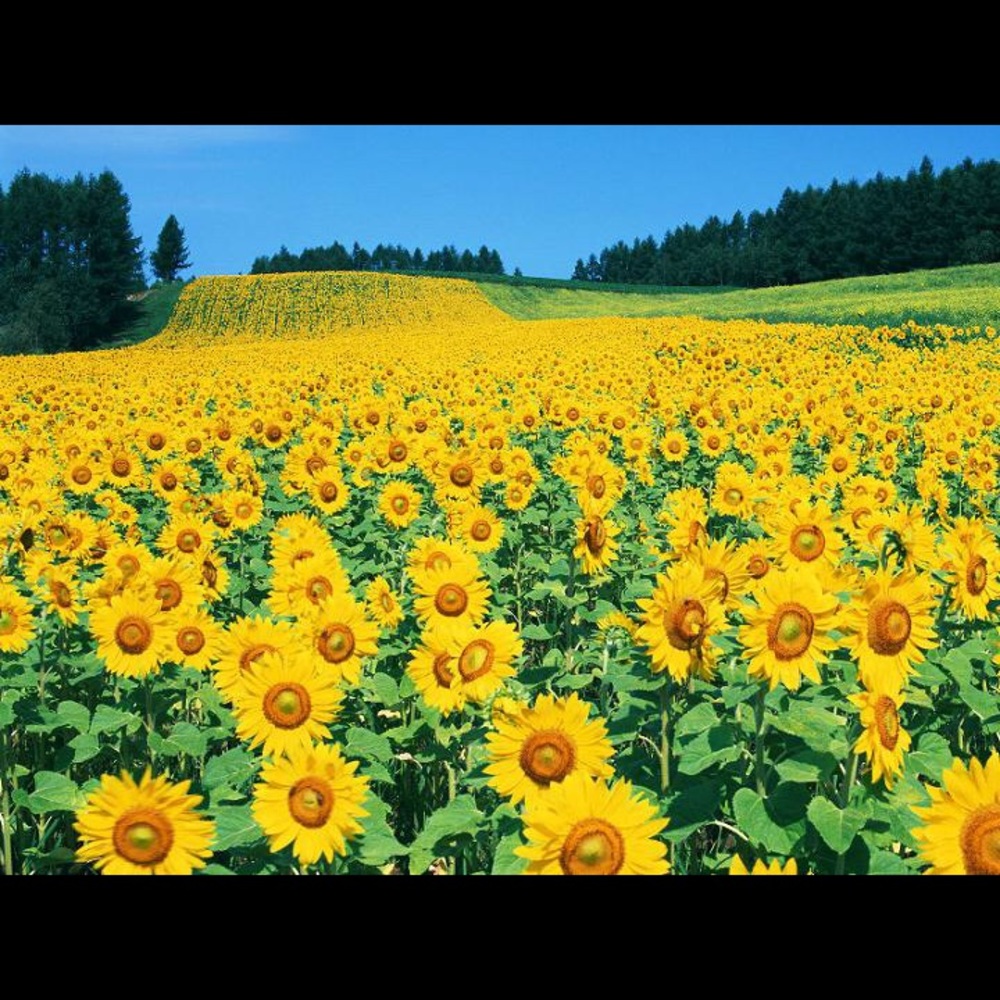 Meet your Posher, Alma