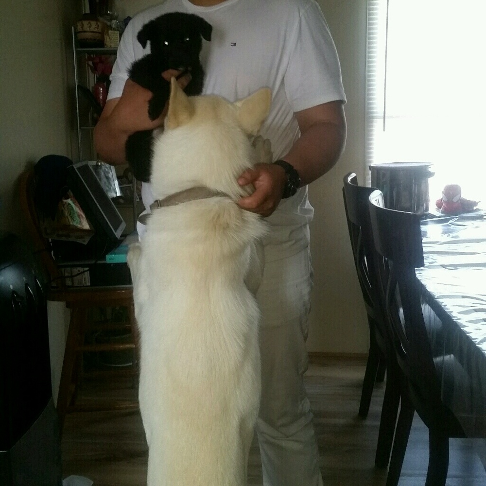 Meet your Posher, Abraham