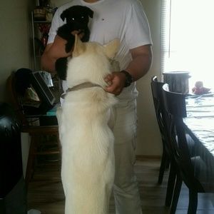 Meet your Posher, Abraham