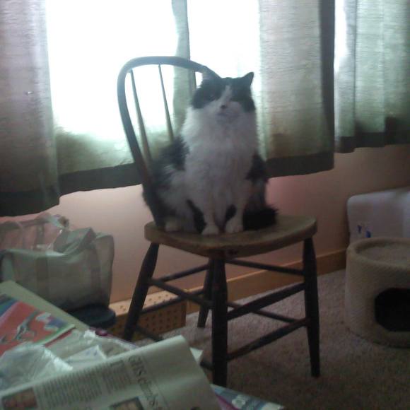 Meet your Posher, Amy - Picture 1 of 1