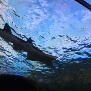 Meet your Posher, Tera