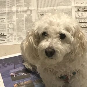 Meet your Posher, Ashley