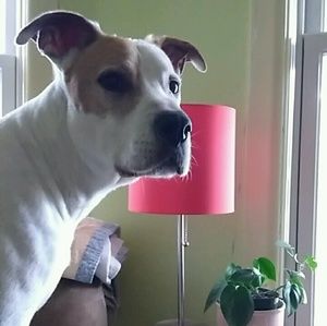 Meet your Posher, Rhea