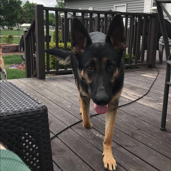 Meet your Posher, Jacob - Picture 1 of 1