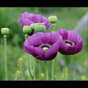 Meet your Posher, Forouz