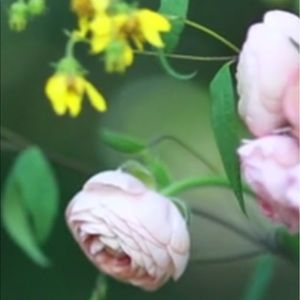 Meet your Posher, Veda