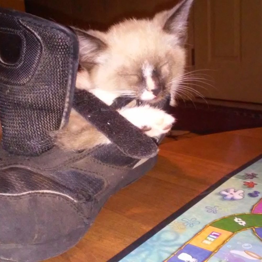 Meet your Posher, Amanda