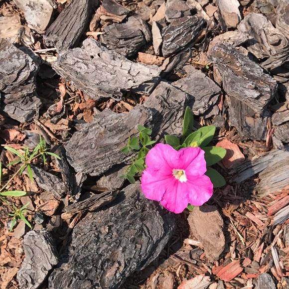 Meet your Posher, Girish - Picture 1 of 1