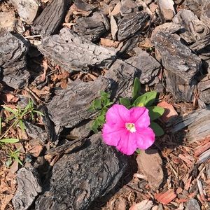 Meet your Posher, Girish