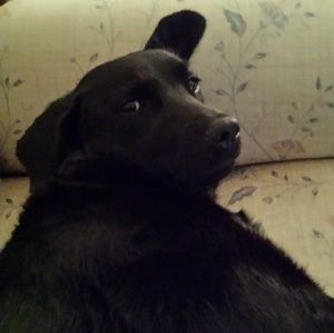 Meet your Posher, Harley