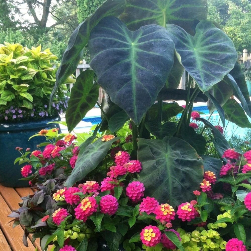 Meet your Posher, Lynette