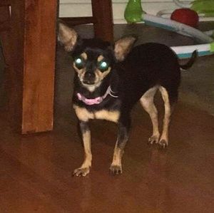 Meet your Posher, Maya