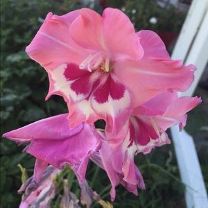 Meet your Posher, Jaycee