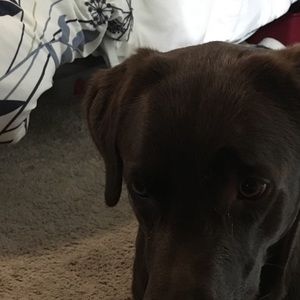 Meet your Posher, Leslie