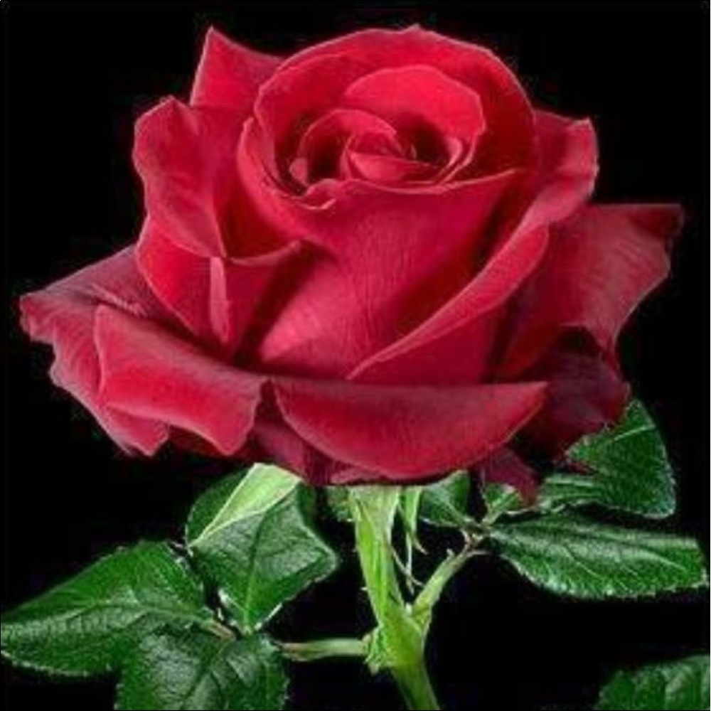 Meet your Posher, Julia